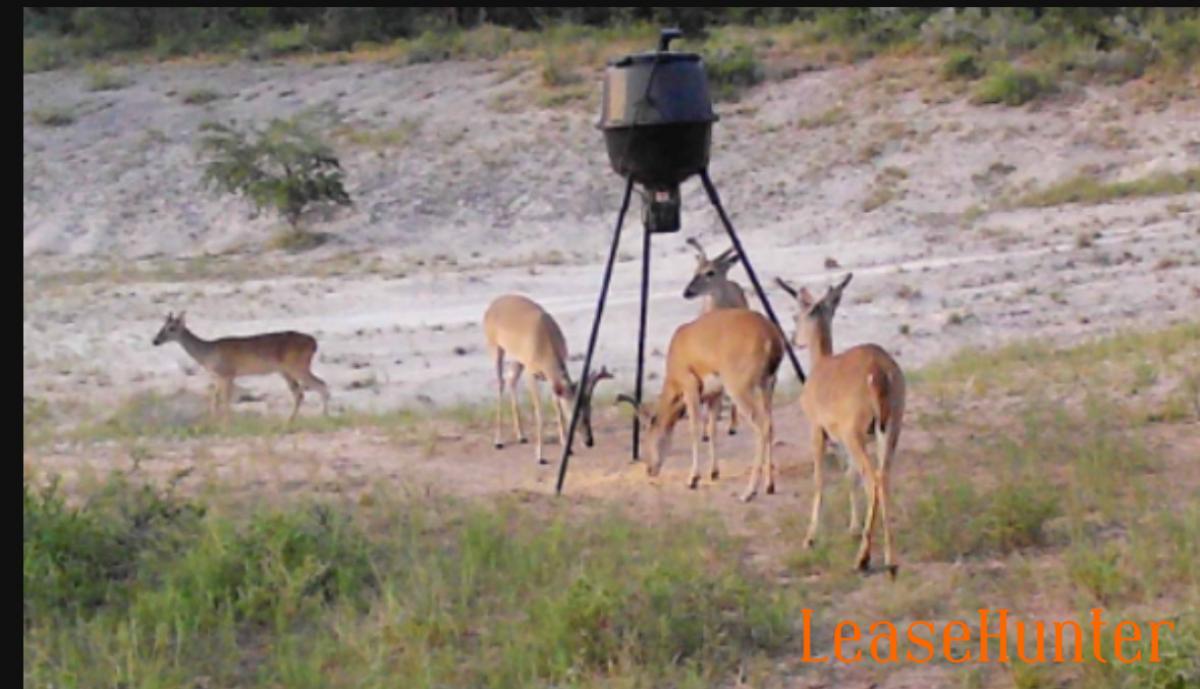 Compact, Easily Accessed 9acre lease near Beeville, TX. Deer, hogs, turkey, etc. LeaseHunter